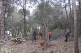 Bosc de Vil·la Flora - neteja forestal