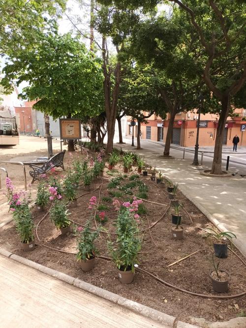nova plantaci&oacute; pla&ccedil;a 11 Setembre