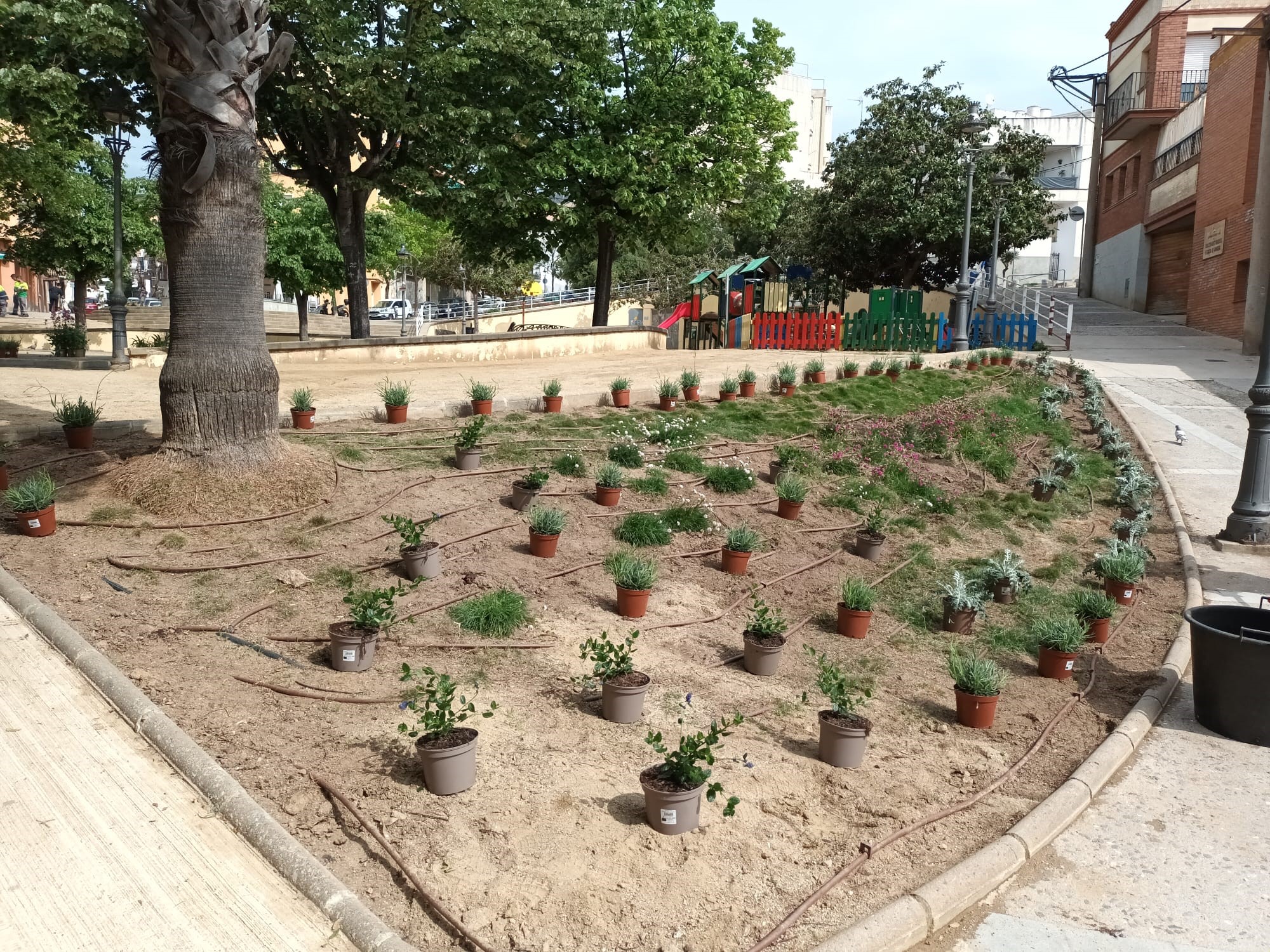 nova plantaci� pla�a 11 Setembre
