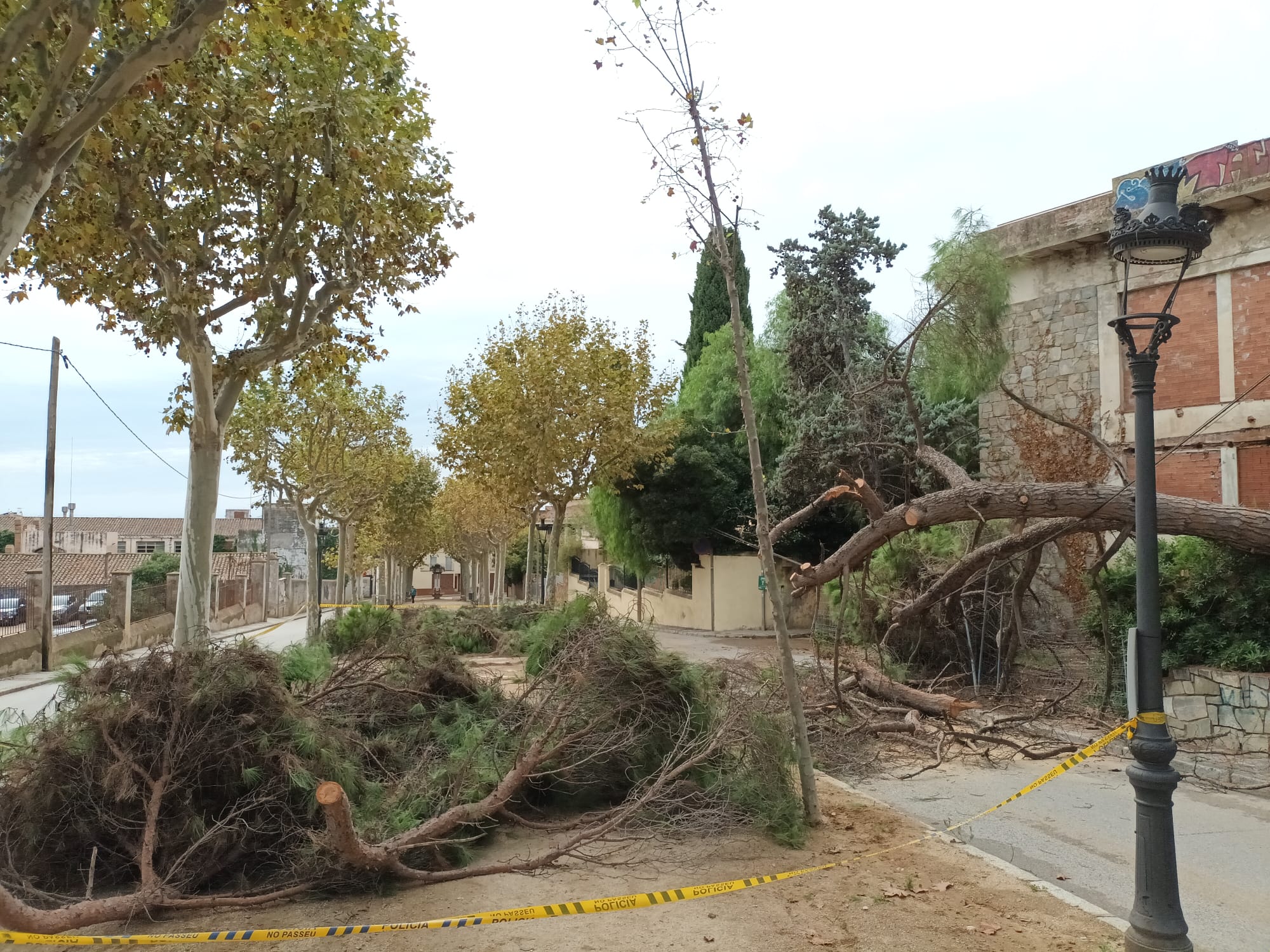 Arbre Caigut