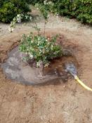 replantació de plantes d'ofrena floral Diada