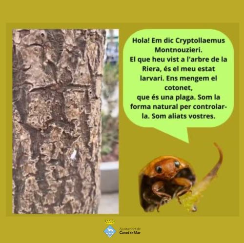 CryptolaemusMontnouzieri