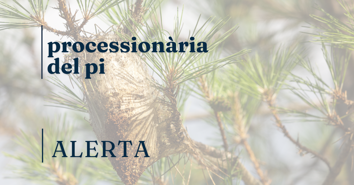 eruga processionària eruga processionària