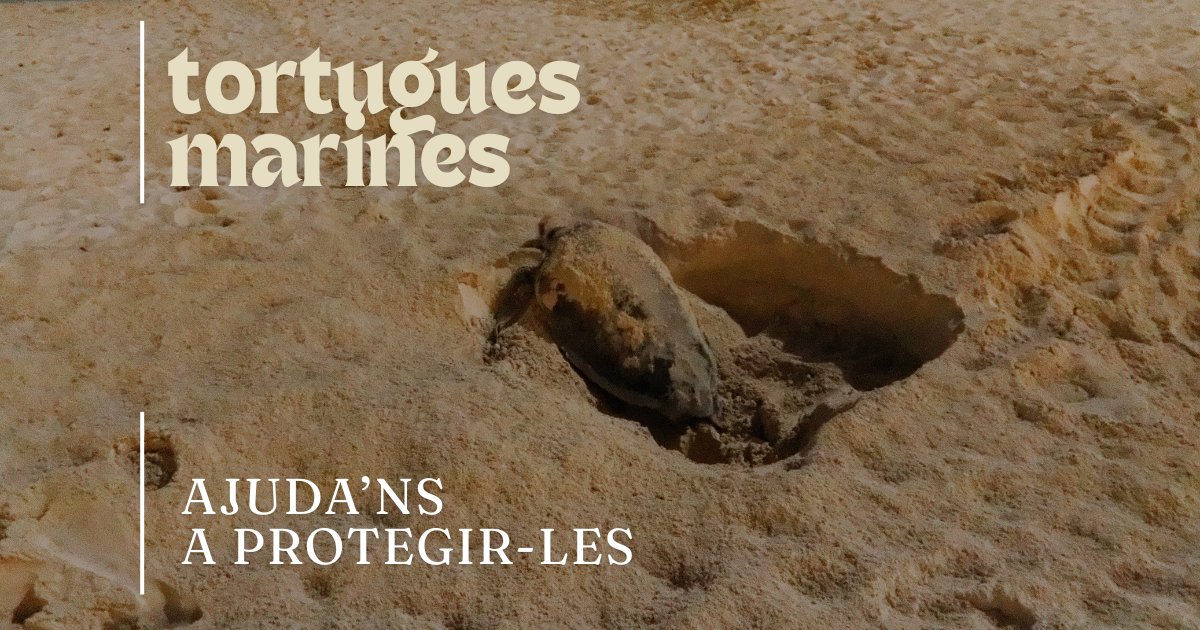 tortugues marines