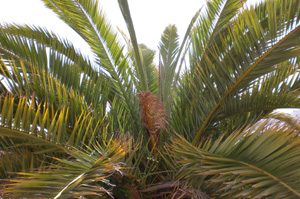 Escarabat morrut