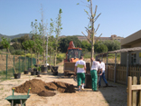 plantada d'arbres al Palauet