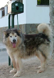 siguem c&iacute;vics abril 2004