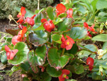 flors