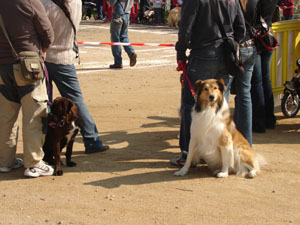 exposici&oacute; canina