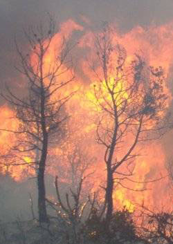 incendi forestal