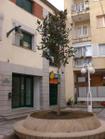Magnòlia plaça Americanos