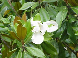 Magnòlia