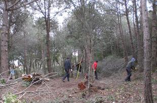 Bosc de Vil&middot;la Flora - neteja forestal