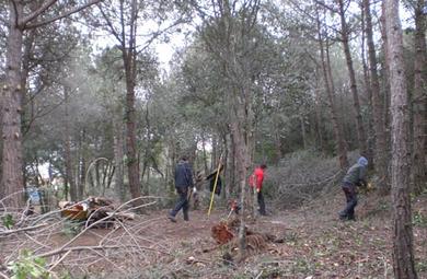 Bosc de Vil·la Flora - neteja forestal Bosc de Vil·la Flora - neteja forestal
