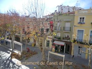 Poda arbres febrer 2012