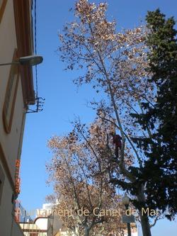 Poda arbres febrer 2012
