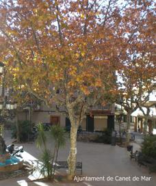 plataner pla&ccedil;a Maci&agrave; - 2012