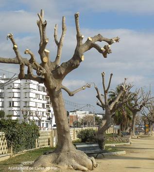 Passeig Mar&iacute;tim - poda
