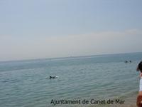 dofí a la platja