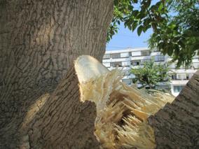 Fitolaca passeig - 17/07/2014