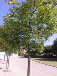 liquid&agrave;mbars a la pla&ccedil;a Busquets - informe GIP
