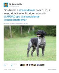 Gos en adopci&oacute; - Duc