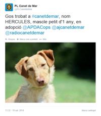 Gos en adopci&oacute; H&egrave;rcules