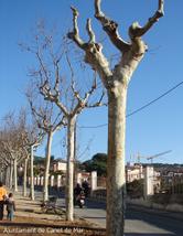 Arbres passeig miseric&ograve;rdia