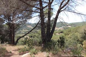 imatge bosc Canet