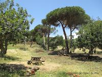 Treballs forestals al parc Tur&oacute; del drac - juny 2016