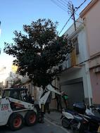 trasplantament magn&ograve;lies carrer Vall