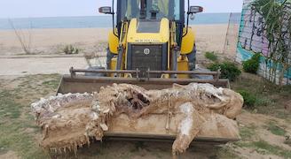 Dofí mort al mar - cedida PL