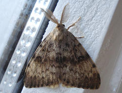 papallona del suro - imatge web