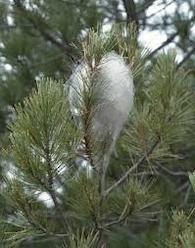 Larva de papallona processionària