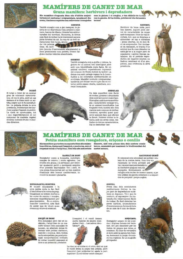 Fauna CANET 03