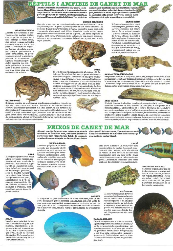 Fauna CANET 04