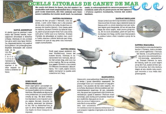 Fauna CANET 05