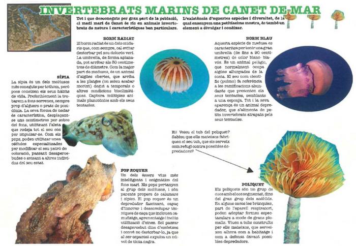 Fauna CANET 06