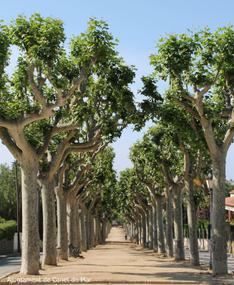 Passeig de la Miseric&ograve;rdia - 2014