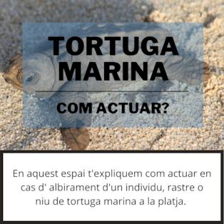 com actuar cas tortuga marina