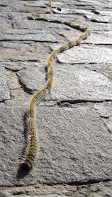 processionaria del pi