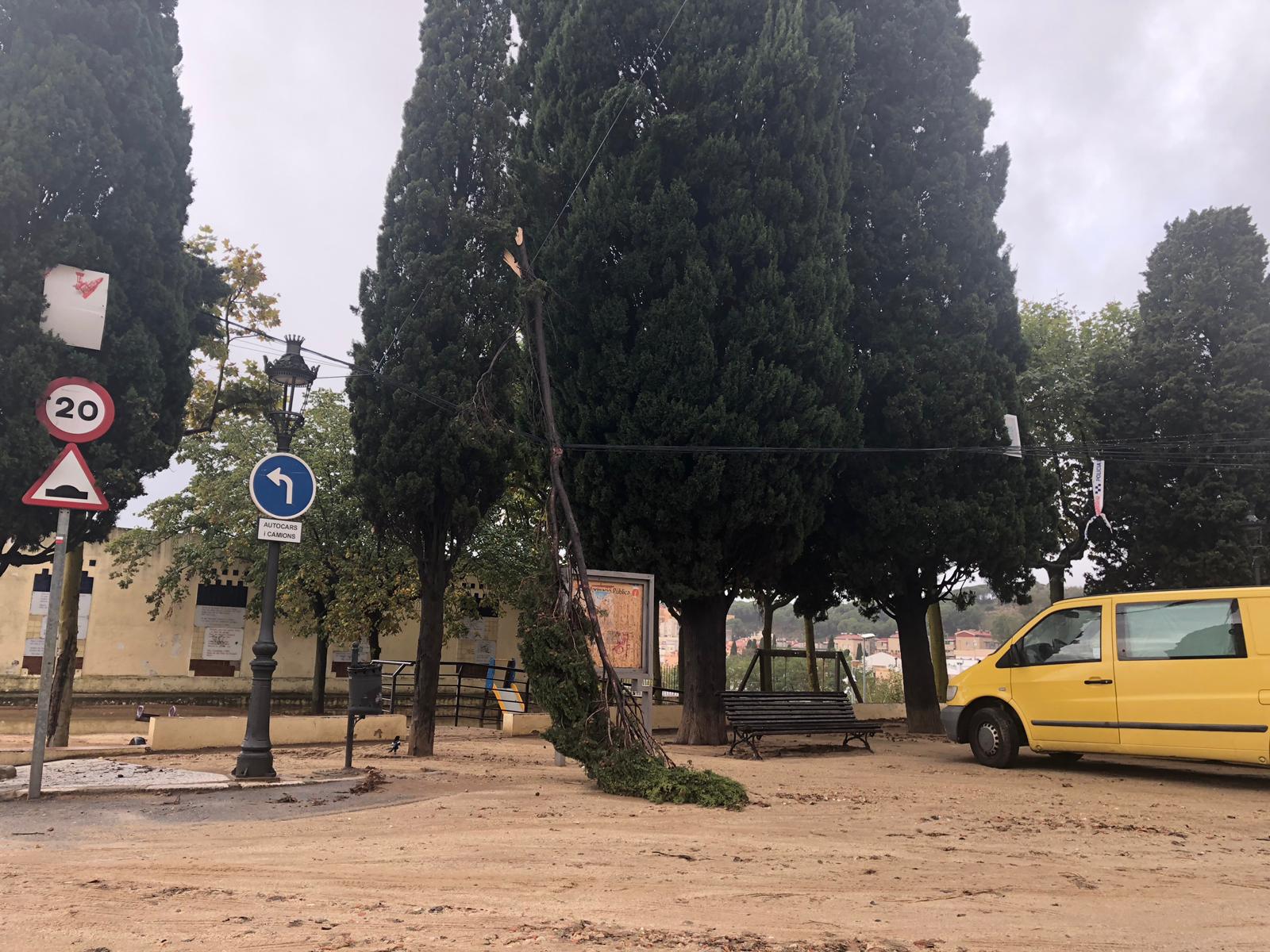 Caiguda de la branca d'un arbre Caiguda de la branca d'un arbre