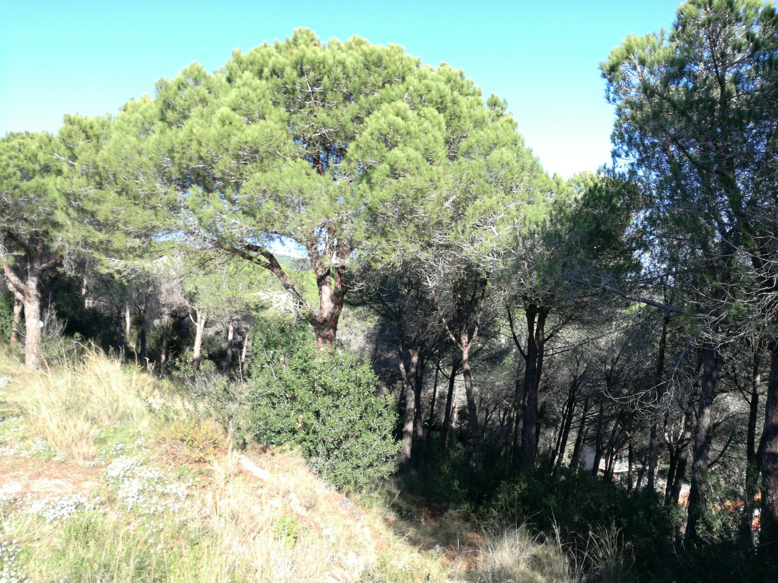 Can moreu forestal Can moreu forestal