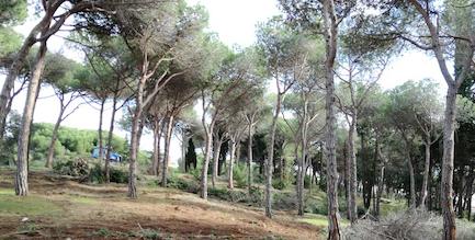 bosc canet imatge