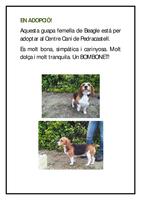 gossa en adopció